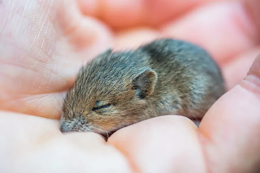 В лаборатории смогли создать мышей, родившихся на свет непорочным зачатием - из неоплодотворенных яйцеклеток