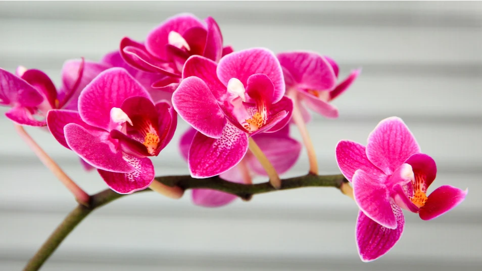 Если у вас нет времени опрыскивать ее или вы собираетесь в отпуск, рекомендуется вам поставить орхидею на поднос с галькой. Фото: Pxhere.com
