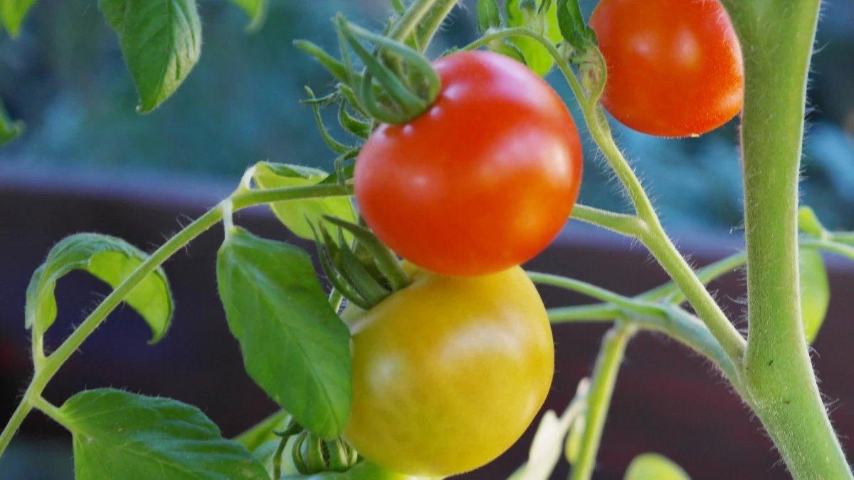 Как правильно обрезать томаты, чтобы получить сочные плоды летом 