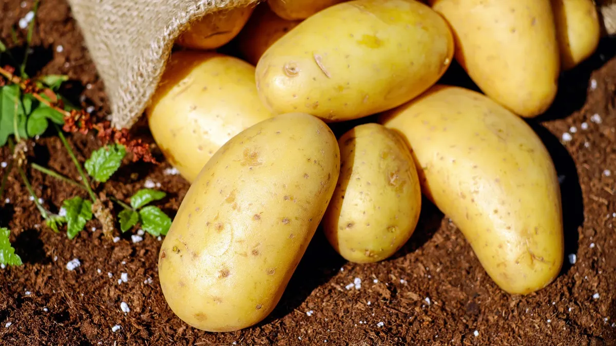 Когда можно собирать молодой картофель: основные признаки, которые нужно определить перед сбором ранних и основных культур