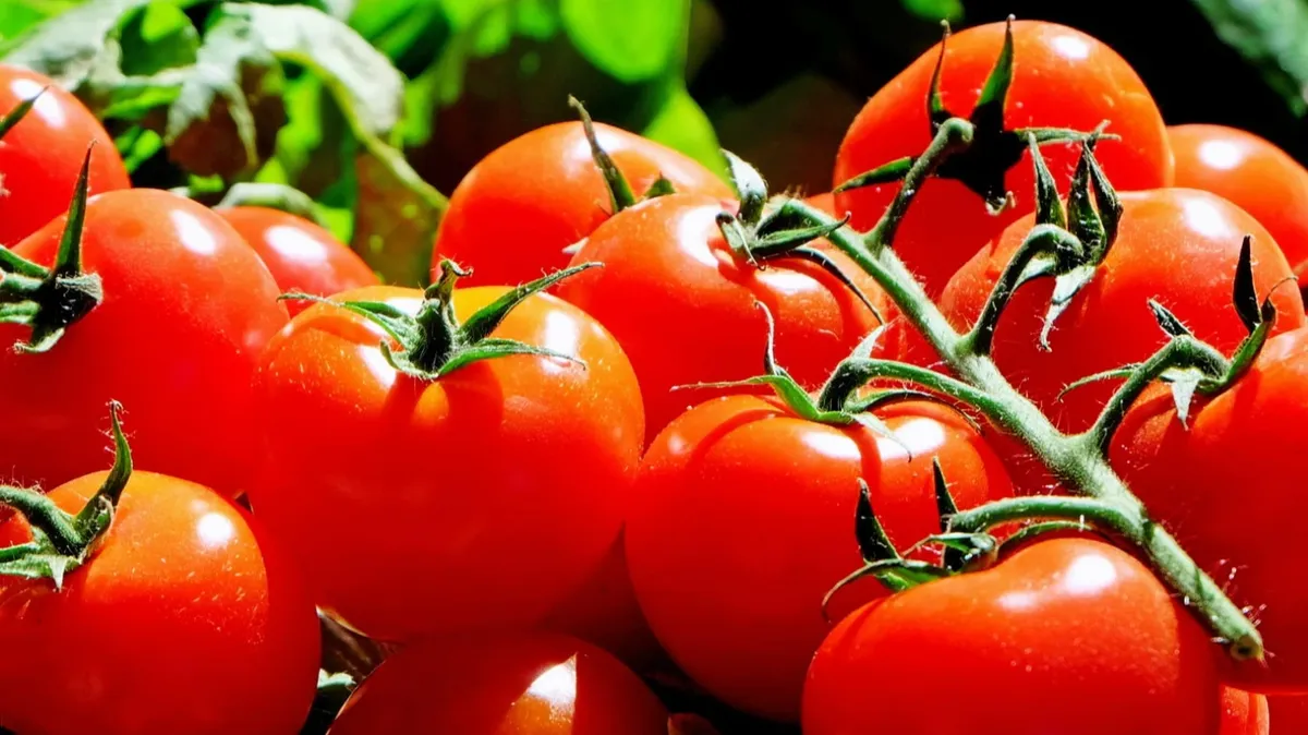 Правила пикировки рассады помидоров в апреле 2023 – в какие дни лучше сажать в теплицу или открытый грунт
