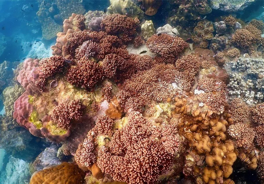 Редкий коралловый риф в первозданном состоянии найден на глубине недалеко от Таити