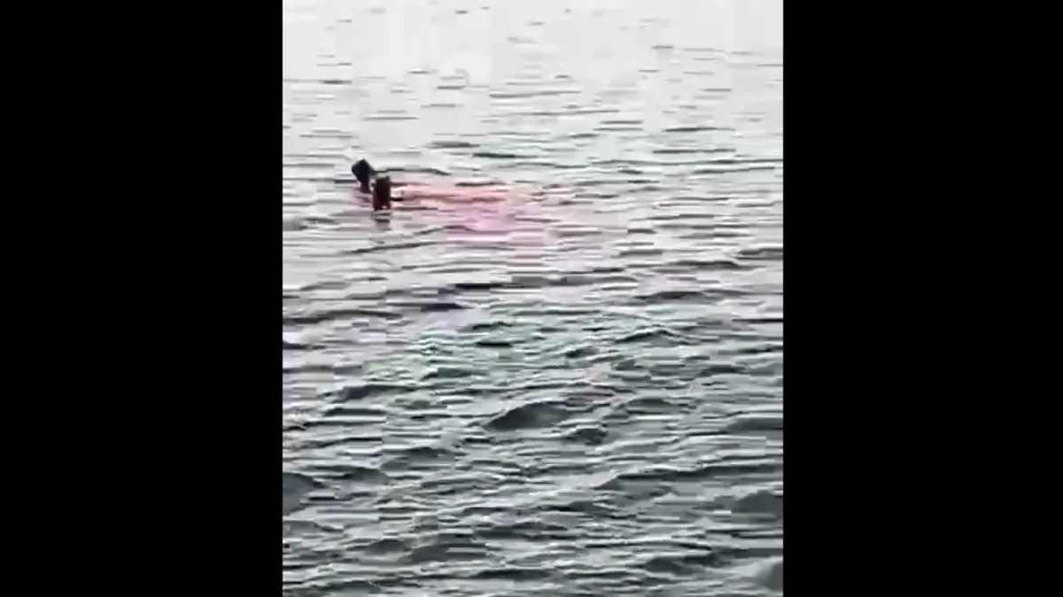 Акула напала на туристку в Египте и откусила женщине руку и ногу – видео