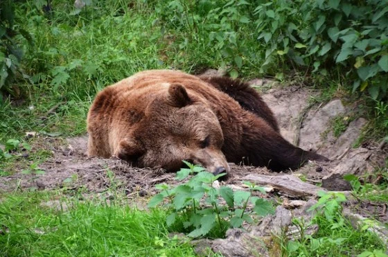 Медведь