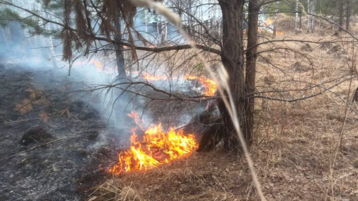 В Новосибирске жительница Академгородка тушила лесной пожар веником