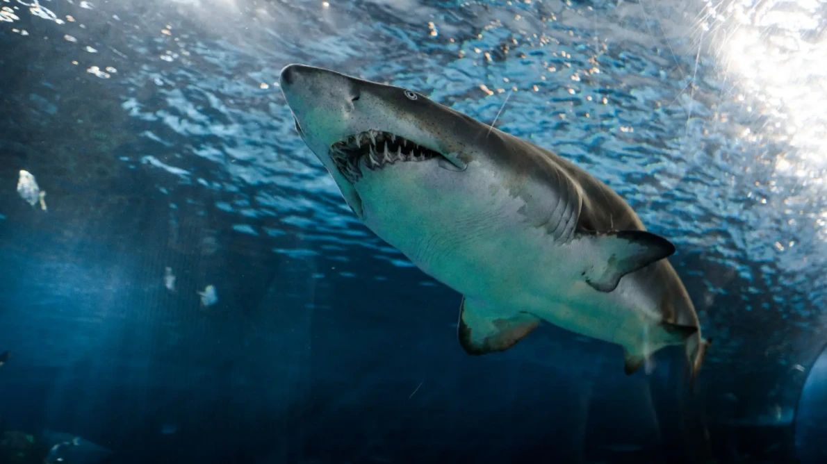 New York Post: 16-летний подросток подрался с акулой и победил