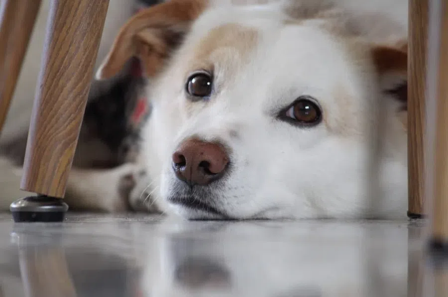 Пневмония у собак очень похожа на человеческую: Кинолог назвал симптомы
