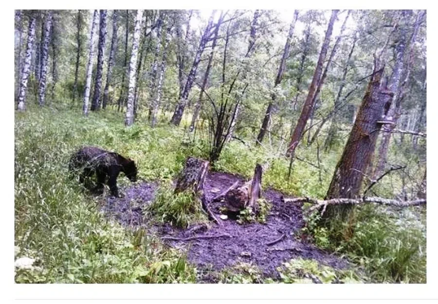 Нетипичный Новосибирск