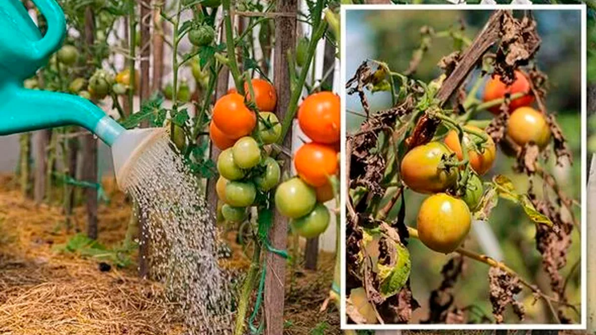 Как понять, что вы «залили» свой томатный куст и что делать в таком случае, чтобы его спасти 