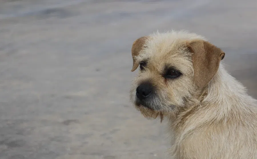 В России хотят умерщвлять агрессивных бродячих собак