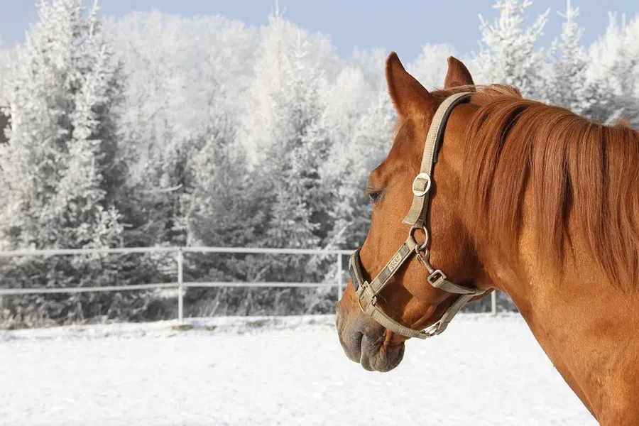 лошадь, конь, зима