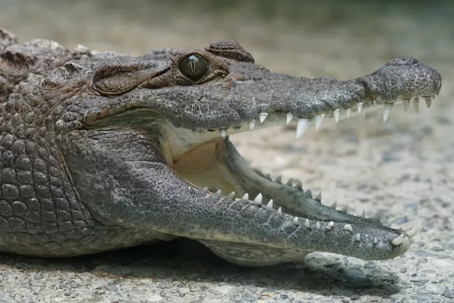 Останки пропавшего в ураган человека нашли внутри крокодила: Жене погибшего он откусил руку
