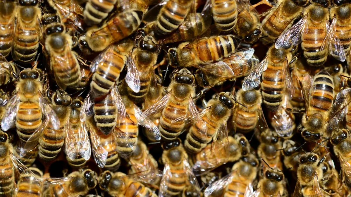 В Новосибирской области после сообщений о массовой гибели пчел оштрафуют несколько компаний, осуществляющих обработки полей