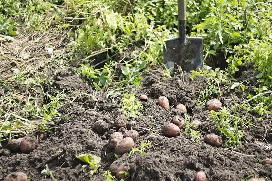 piqsels