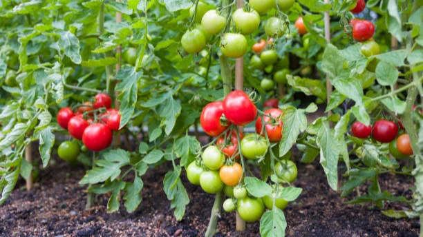 Как поливать помидоры, чтобы не было корневых болезней и вредителей