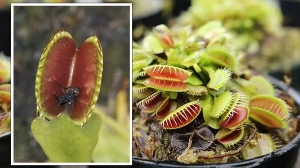 Венерина мухоловка: как плотоядное растение может ловить мух «челюстными» листьями и как за ним ухаживать 