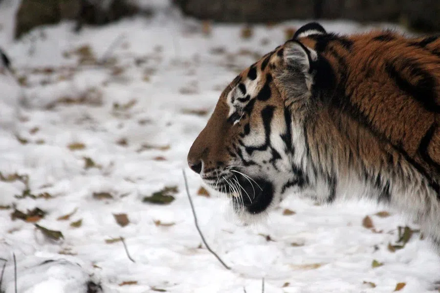 В Якутии обнаружили редкого амурского тигра: в 1300 км к северу от его привычной среды обитания