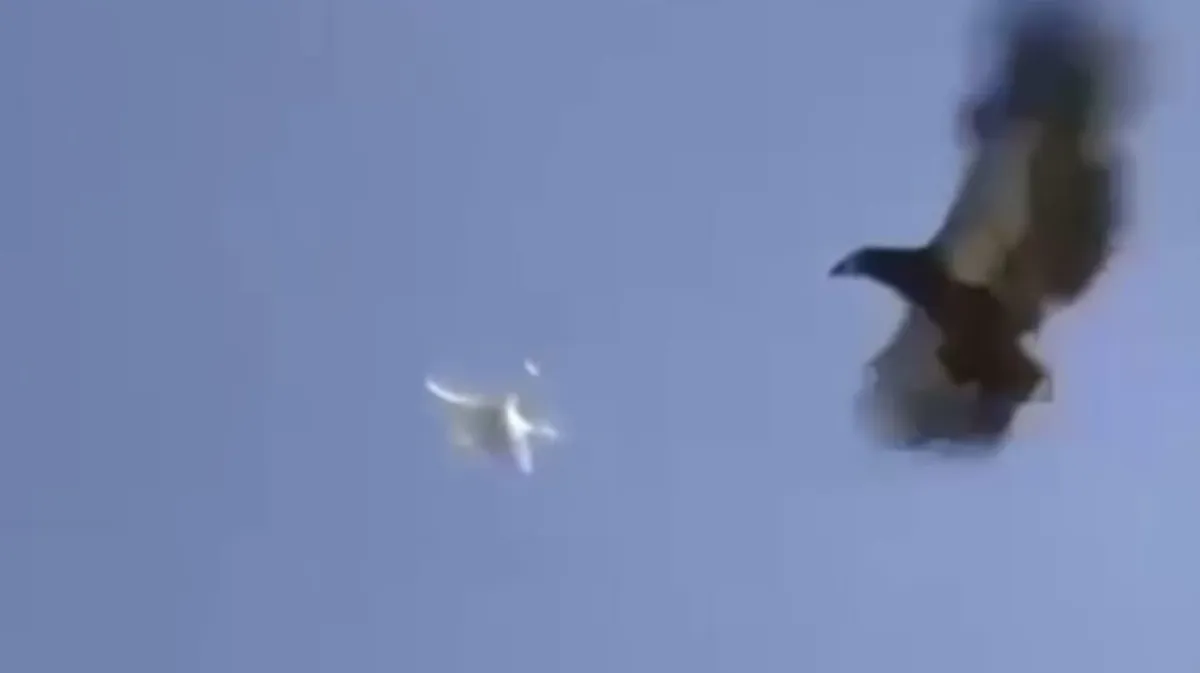 Военный публицист Владислав Шурыгин опубликовал видео перехвата беспилотника дрессированным орлом 