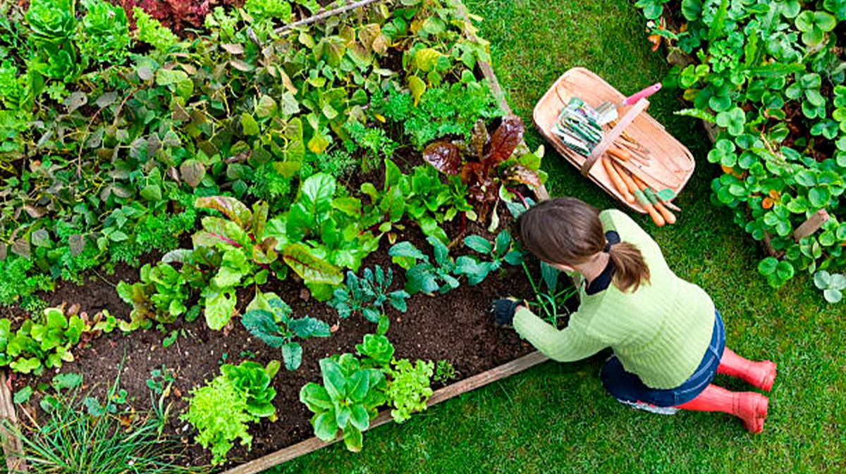 Как вырастить овощи на огороде «более высокого качества» с помощью одной простой задачи - советы экспертов для августа 