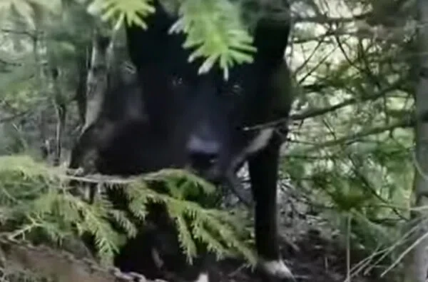 Скриншот из видео