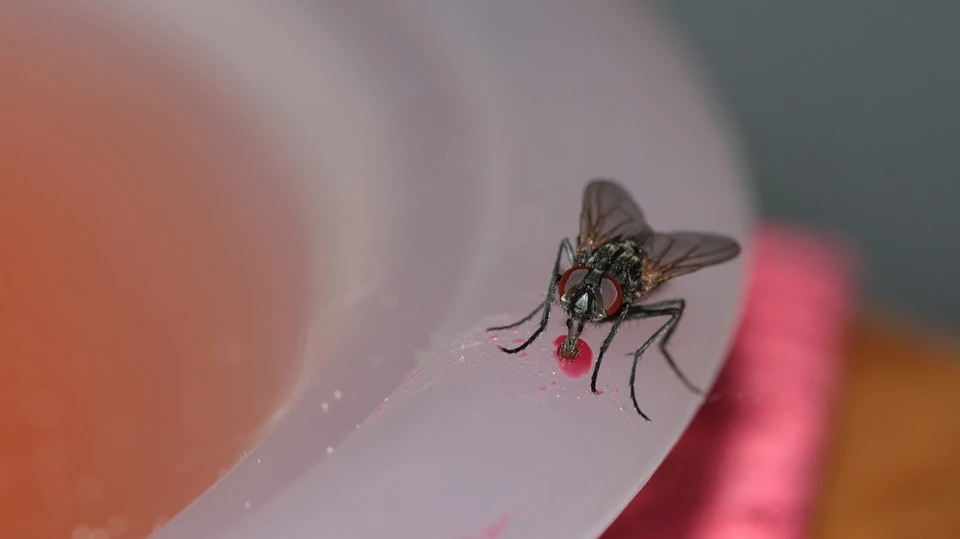 Помимо того, что мухи раздражают, мухи — это плохие новости, и их нельзя игнорировать, иначе вскоре вы можете столкнуться с полномасштабным заражением. Фото: pixabay.com