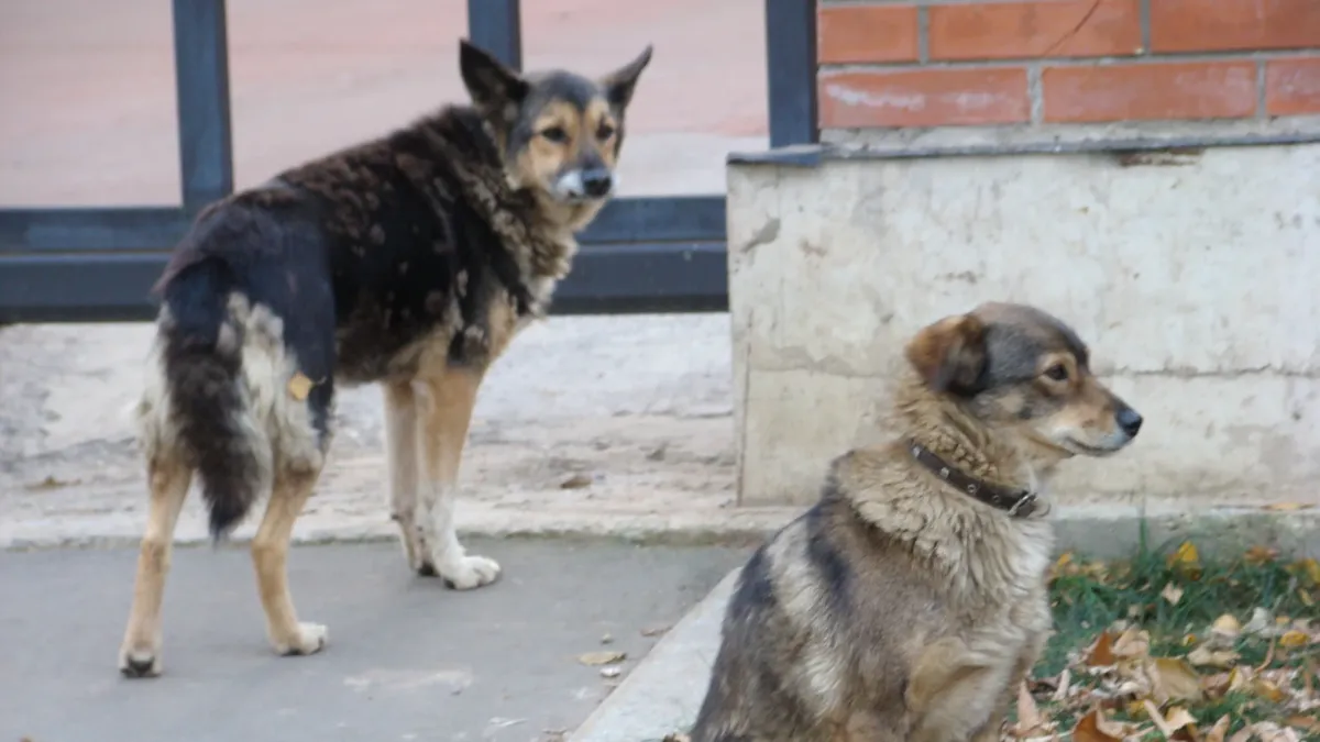 В Бурятии разрешили убивать бездомных собак. Фото: pxhere.com