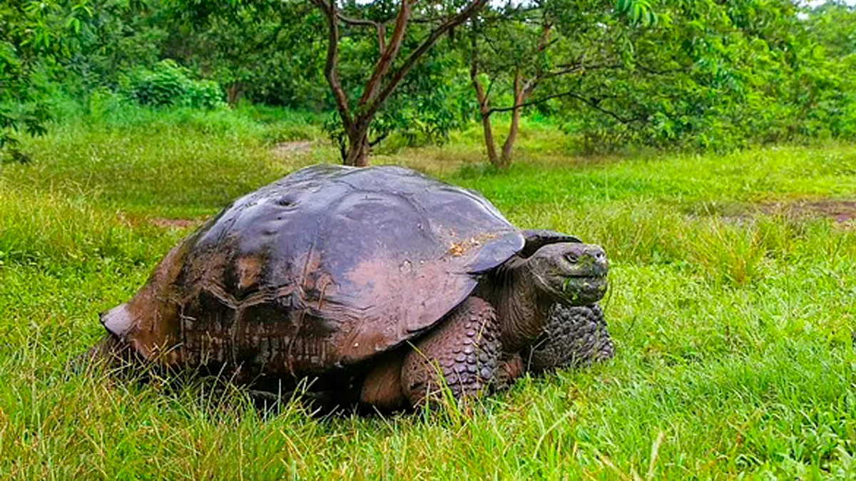 На Галапагосских островах нашли фантастическую гигантскую черепаху, которая считалась вымершей 100 лет назад: найдена живой и здоровой