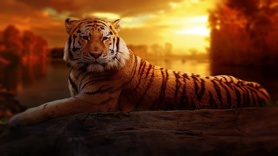 Международный день тигра. Фото: pixabay.com