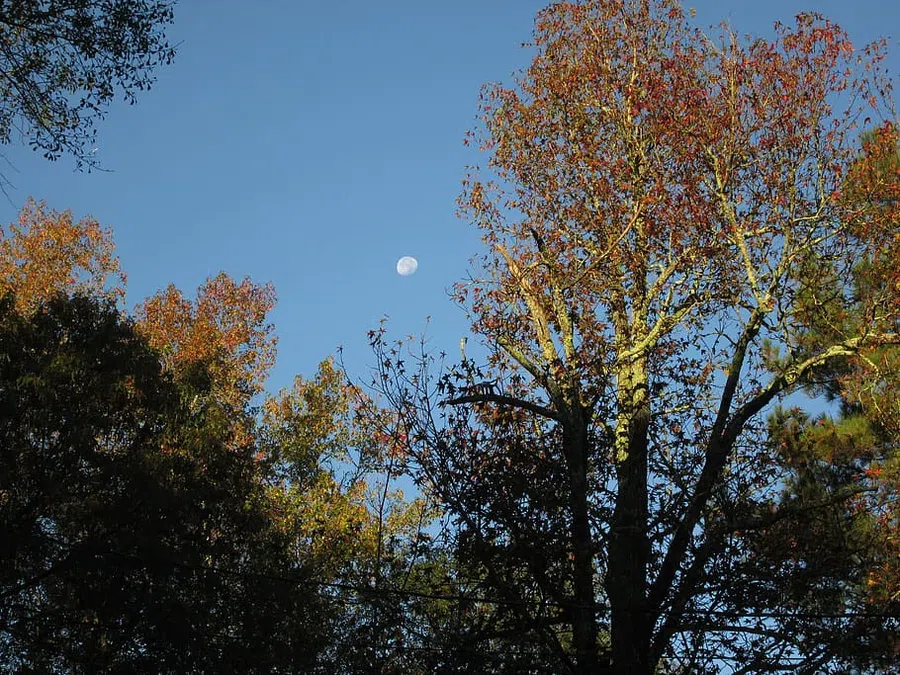 луна, деревья, осень