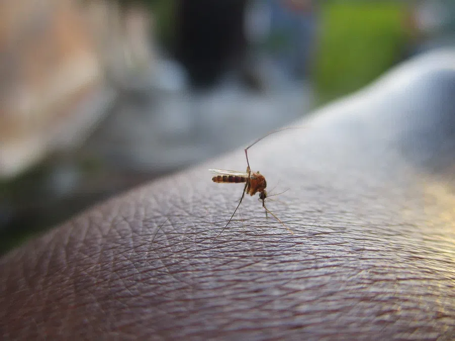 В Австралии распространяется японский энцефалит: после наводнения его переносят комары