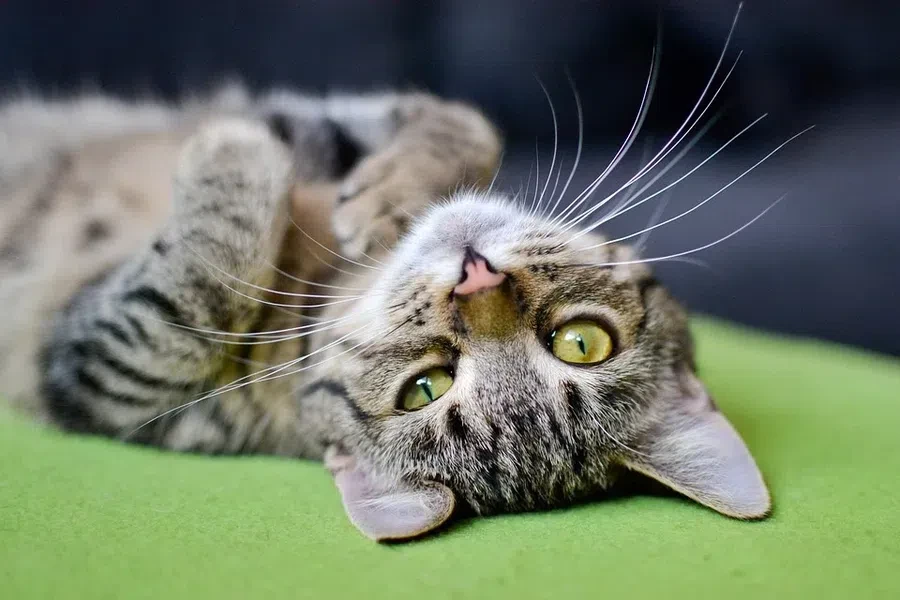 кошка, лень