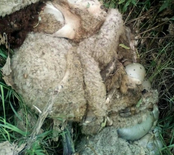 Шкуры и внутренности овец
