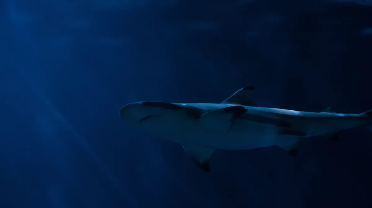 Флорида, Австралия, Гавайи: самые опасные воды мира, кишащие акулами - где точно не стоит купаться, чтобы не повторить историю Хургады?