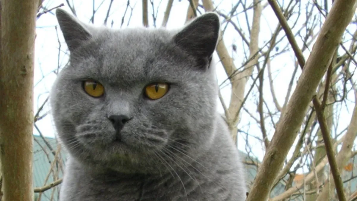 Какие породы кошек считаются агрессивными? Фото: Prskavka/ru.wikipedia.org