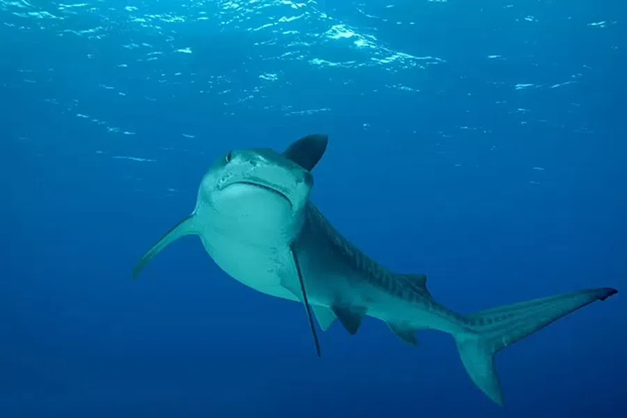 Тигровые акулы переселяются на 402 км дальше на север из-за потепления океанов: исследование