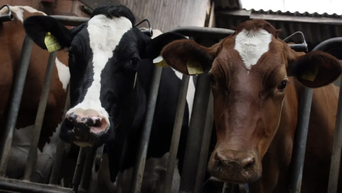 Вымя коровы на вечерней дойке теплое – к теплу, холодное – к холоду. Фото: pxhere.com