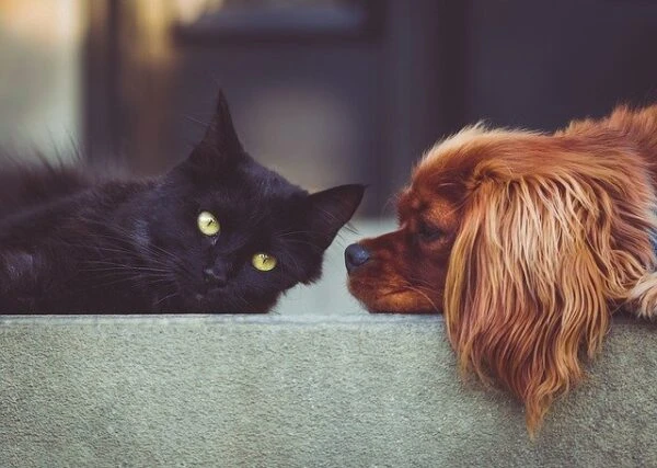 кошка, собака