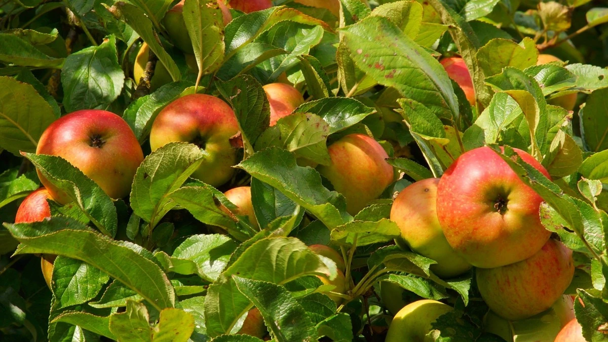 Очень простое задание для садоводов помогает получить огромный урожай яблок 