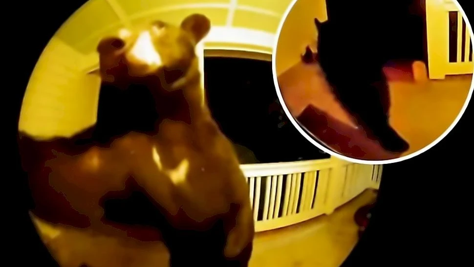 В США медведь вежливо позвонил в дверь местной жительницы, чтобы попросить еды - видео