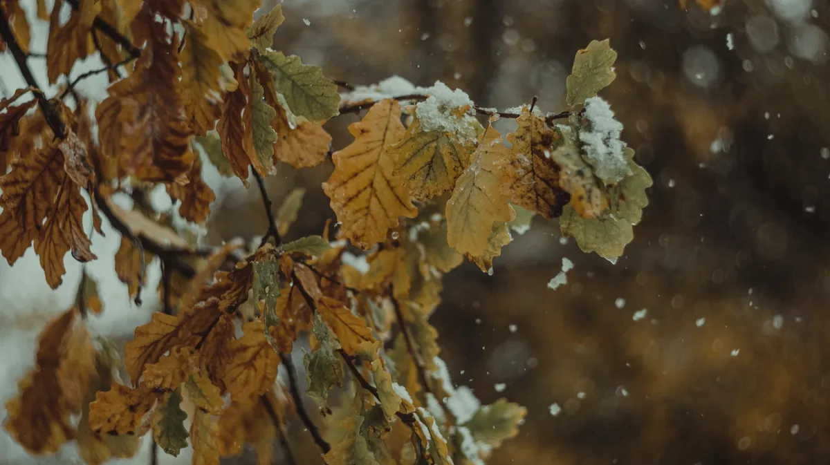 Мокрый осенний снег на пожелтевших листьях дуба. Фото: unsplash.com