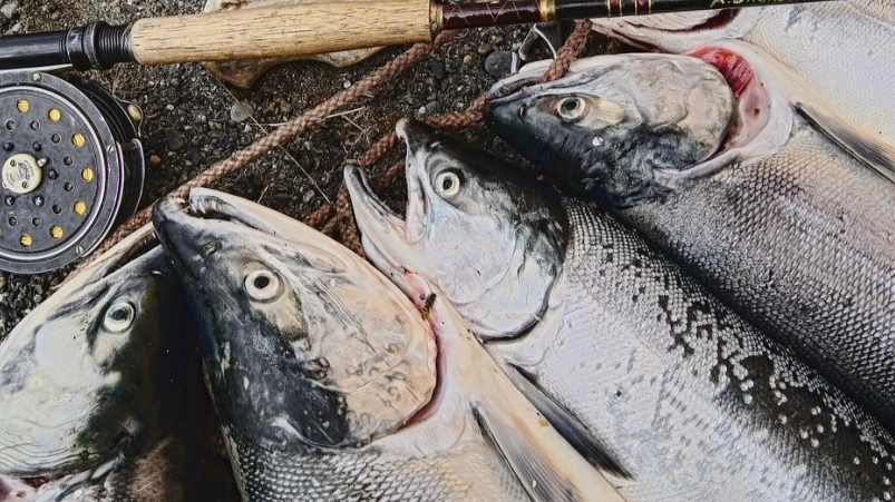 По новому закону 117 компаний потеряют квоты на вылов рыбы. Фото: pixabay