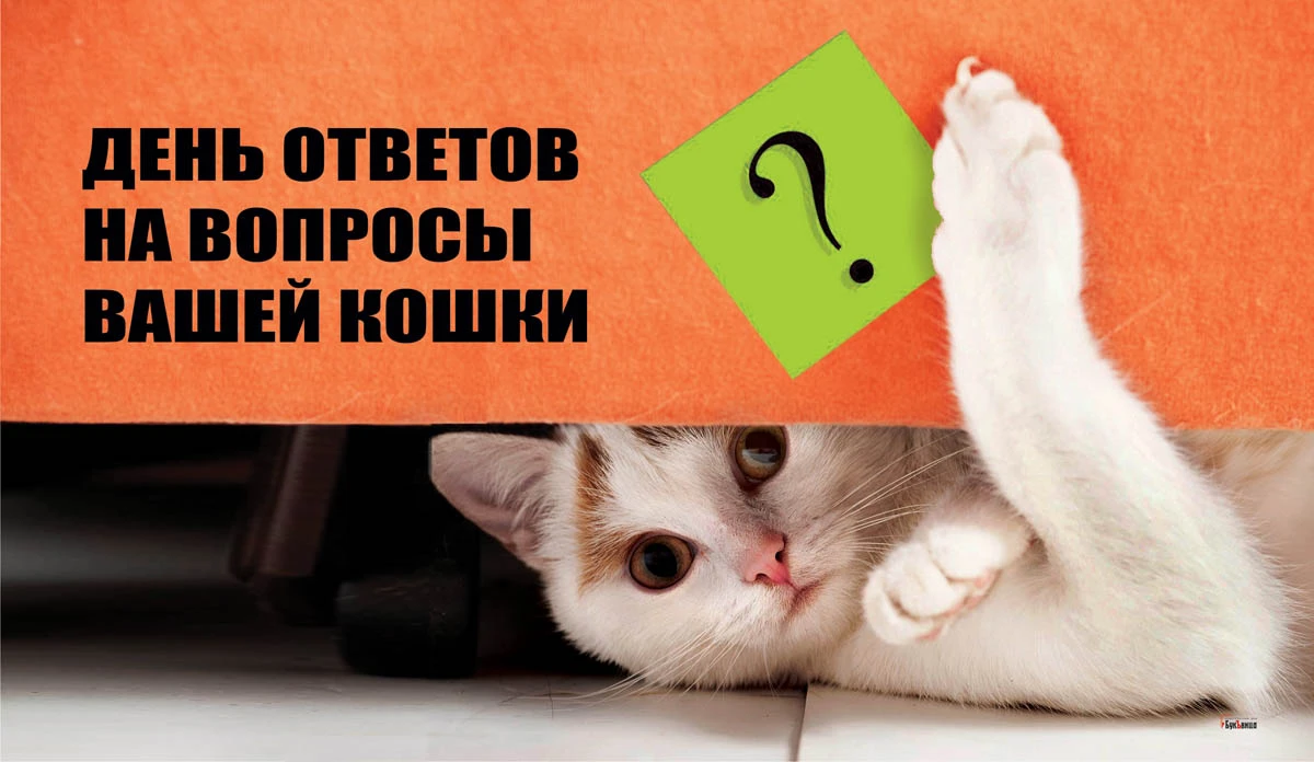 День ответов на вопросы вашей кошки. Иллюстрация: «Весь Искитим»