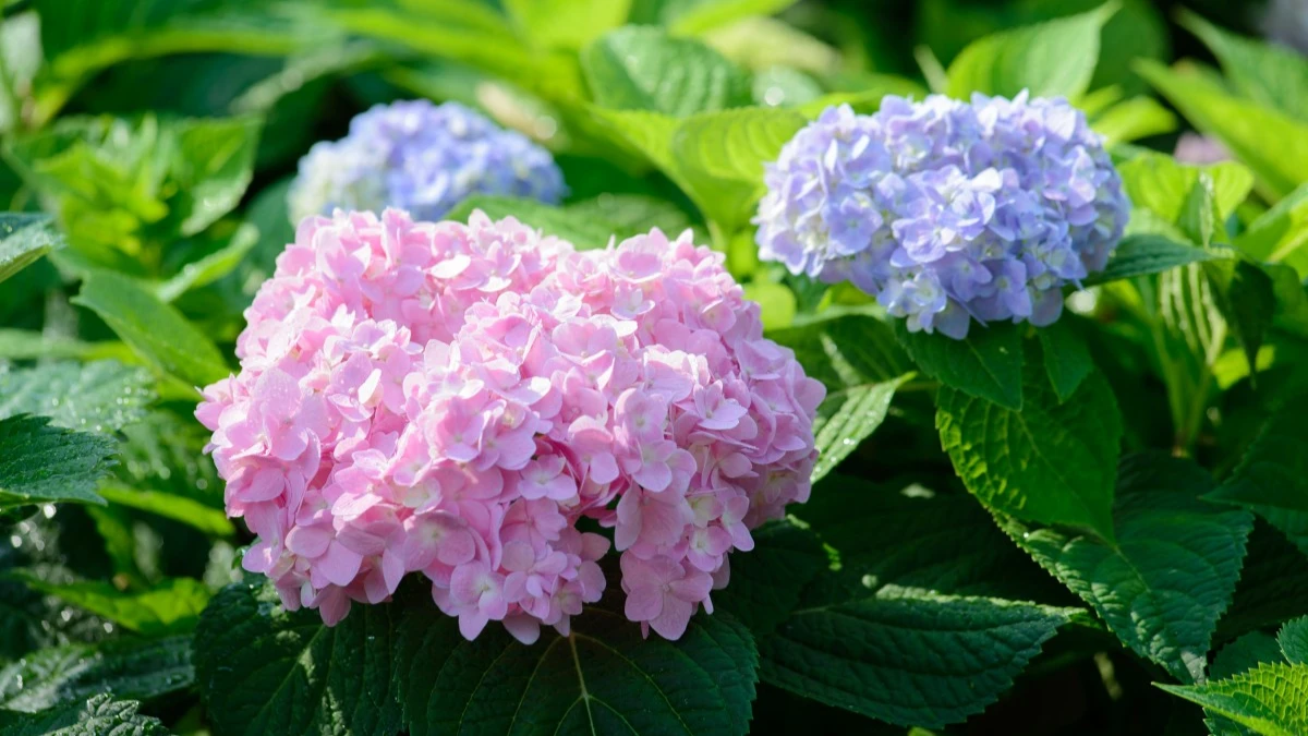 Гортензии — одни из самых красивых цветов, которые люди могут выращивать в своих садах. Фото: Pxhere.com