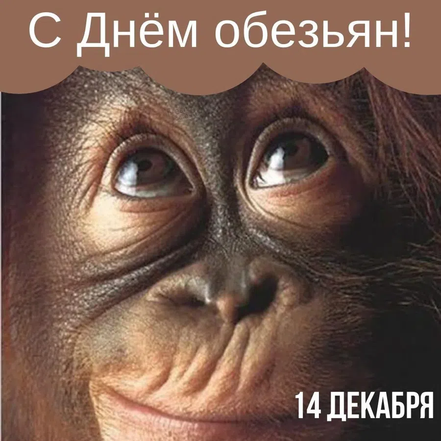 С Днем обезьян: забавные открытки в самый беззаботный праздник 14 декабря