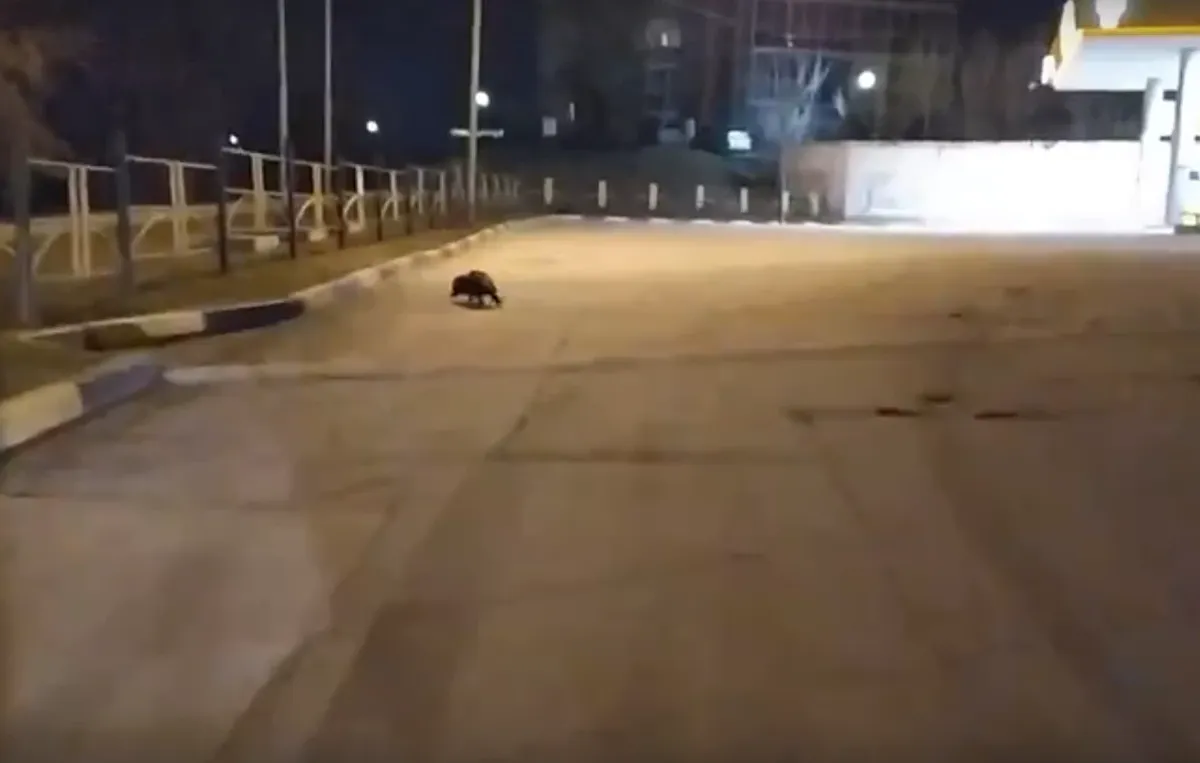 скриншот
