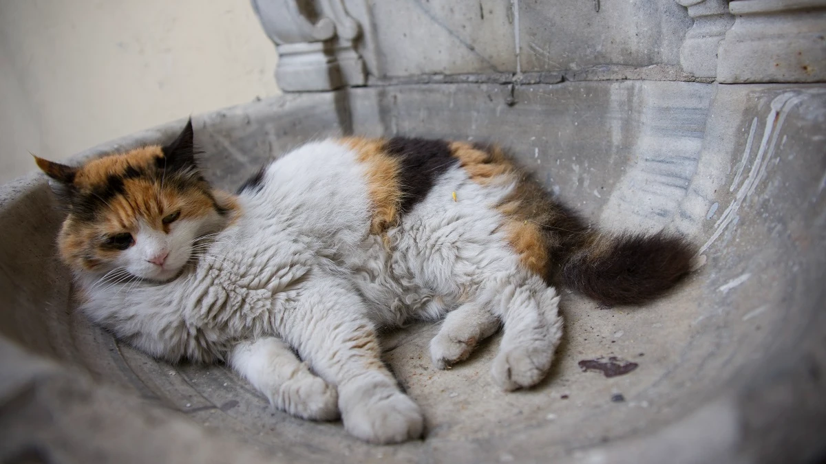 «Кошки погибли почти все» В Искитиме сгорел приют для животных