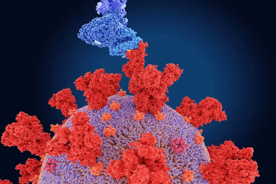 Иммунные Т-клетки могут повысить иммунитет против Омикрона