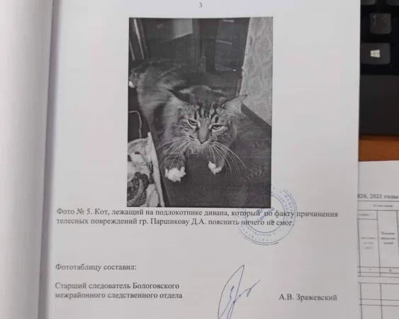 Кот не ответил на вопросы следователей