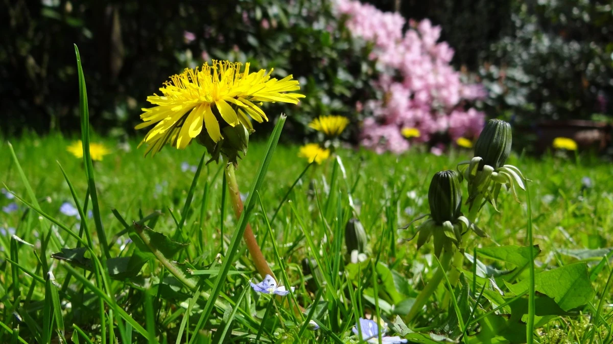 Одуванчик цветет в это время – к теплой и долгой осени. Фото: pxhere.com