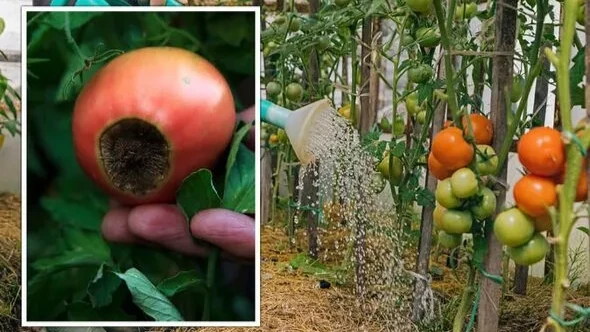 Урожай помидоров-2022: главный совет по поливу томатов, чтобы избежать вершинной гнили и фитофтороза